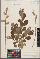 Foto von Salix cinerea L.
